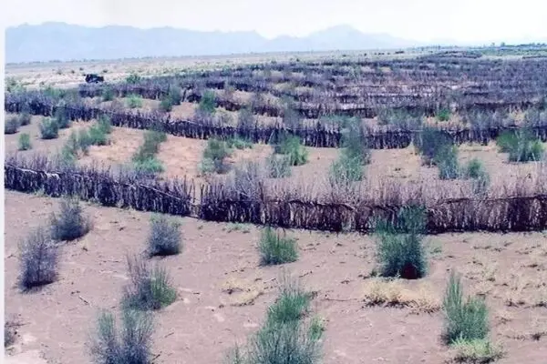 رئیس منابع طبیعی زهک: اجرای طرح بیابان‌زدایی در سطح شهرستان در دستور کار قرار دارد