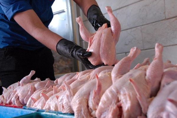 معاون پشتیبانی امور دام: احتمال افزایش قیمت مرغ به  کیلویی ۱۰ هزار تومان هم وجود داشت