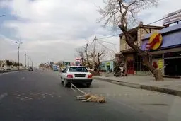 انجمن حمایت از حیوانات نسبت به انتشار تصاویری از آزار حیوانات در مشهد واکنش نشان داد