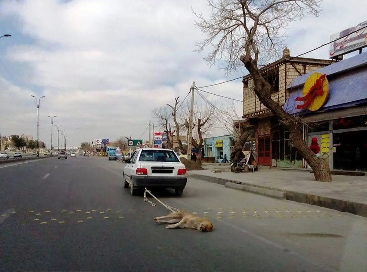 انجمن حمایت از حیوانات نسبت به انتشار تصاویری از آزار حیوانات در مشهد واکنش نشان داد