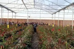 معاون جهاد کشاورزی سیستان و بلوچستان: تولید گل 