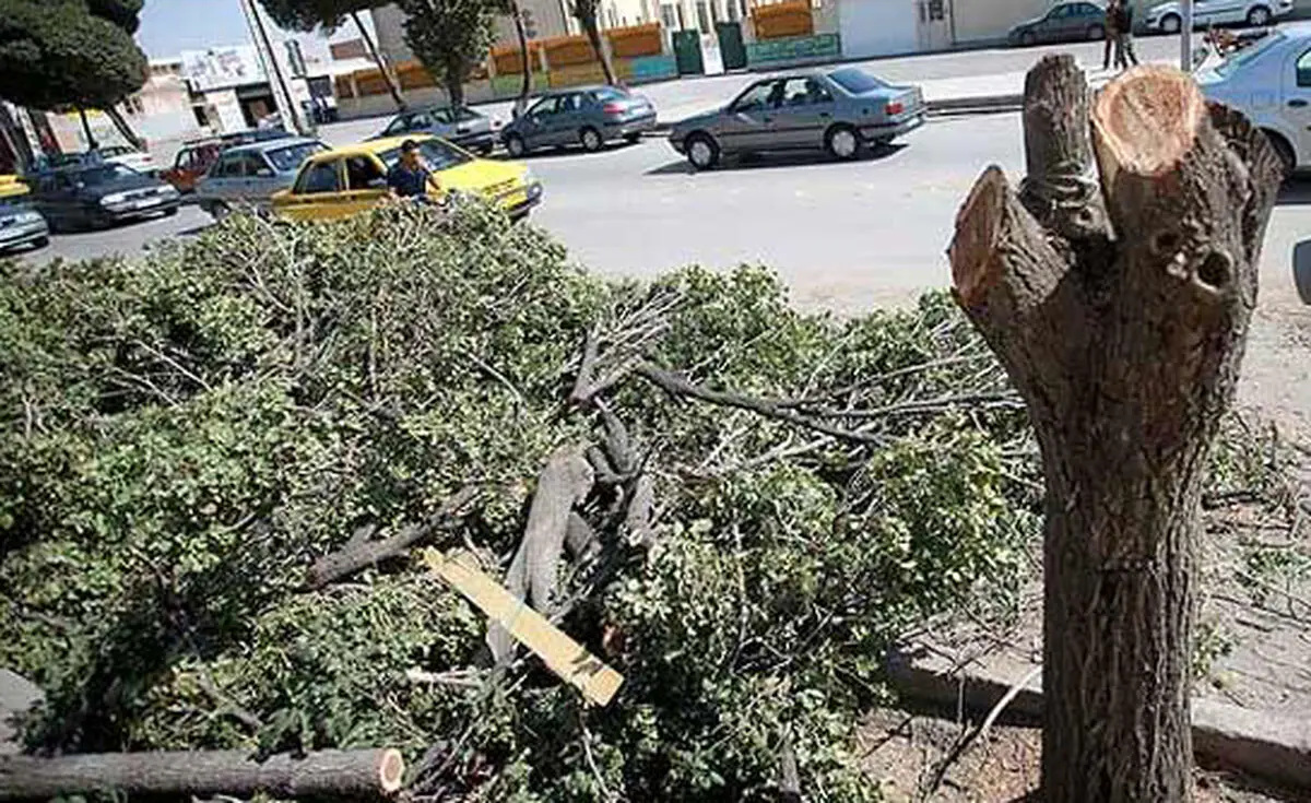 "محیط زیست از قطع ده‌ها اصله درخت در پاکدشت جلوگیری کرد"