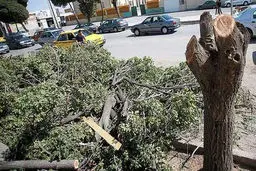 محیط زیست از قطع ده‌ها اصله درخت در پاکدشت جلوگیری کرد