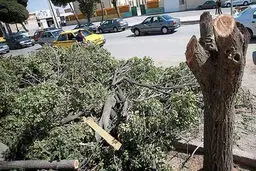 محیط زیست از قطع ده‌ها اصله درخت در پاکدشت جلوگیری کرد