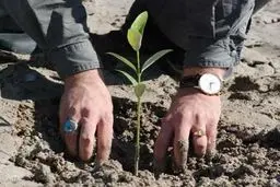 ۸۰ هزار اصله نهال در آستانه آغاز سال نو در سطح منطقه ۱۱ کاشته می‌شود