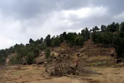 دومین کنفرانس ملی مخاطرات محیط زیست زاگرس برگزار شد