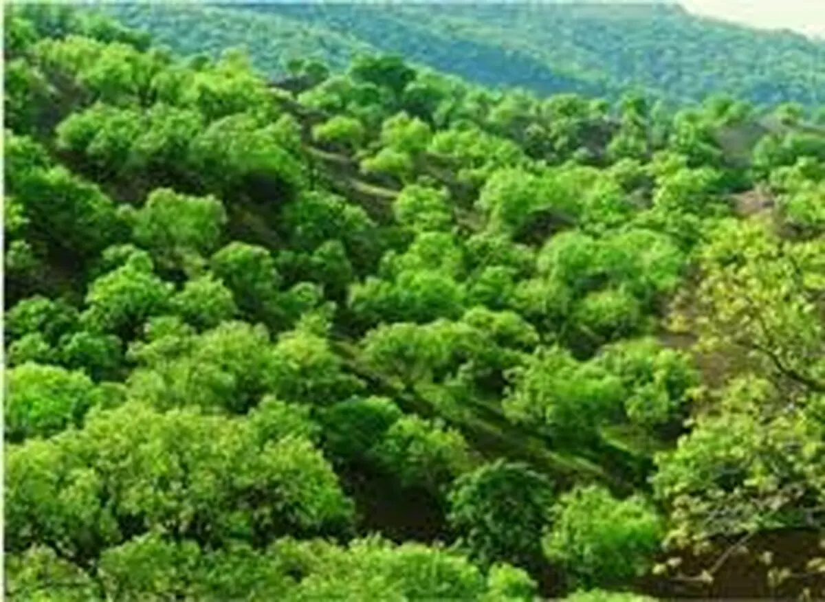 رئیس سازمان امور اراضی کشور: به اسم توسعه، باغ و طبیعت را تخریب می‌کنند