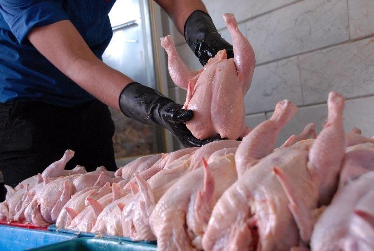 قیمت مرغ در بازار به ۷۶۰۰ تومان کاهش یافت