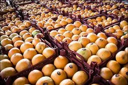 عرضه ۷۰  هزار تن سیب و پرتقال تنظیم بازار از امروز تا ۱۵ فروردین ‌آغاز شد