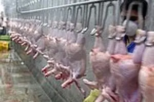 قیمت مرغ گرم به ۶۹۸۰ تومان رسید