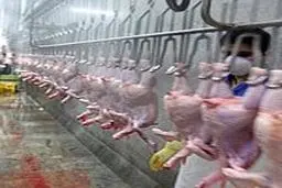 قیمت مرغ گرم به ۶۹۸۰ تومان رسید