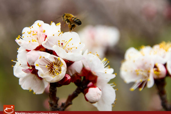 گزارش تصویری:: رویش شکوفه‌‌های بهاری در اردبیل