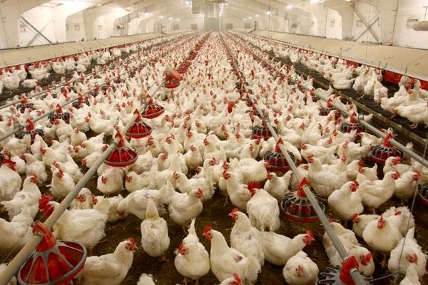 رئیس اتحادیه  مرغ و ماهی: قیمت مرغ از سیزدهم فروردین ماه حداقل ۱۵۰۰ تومان پایین می‌آید