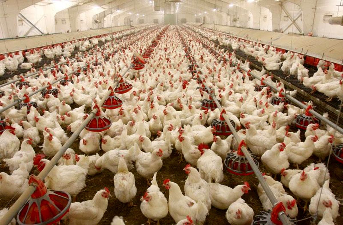 رئیس اتحادیه  مرغ و ماهی: قیمت مرغ از سیزدهم فروردین ماه حداقل ۱۵۰۰ تومان پایین می‌آید