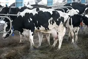 نخستین مرکز تولید و انجماد اسپرم گاو با حضور جهانگیری کشور به بهره‌برداری رسید