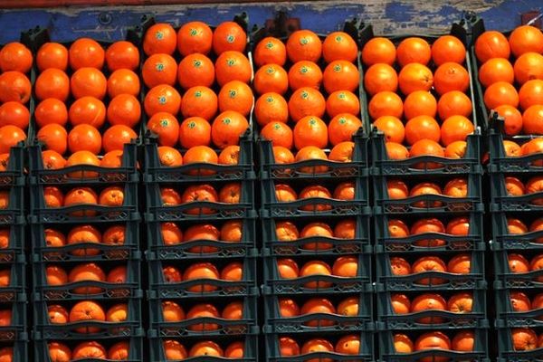 رئیس اتحادیه میوه و تره‌بار: قیمت پرتقال به ۴۵۰۰ تومان رسید
