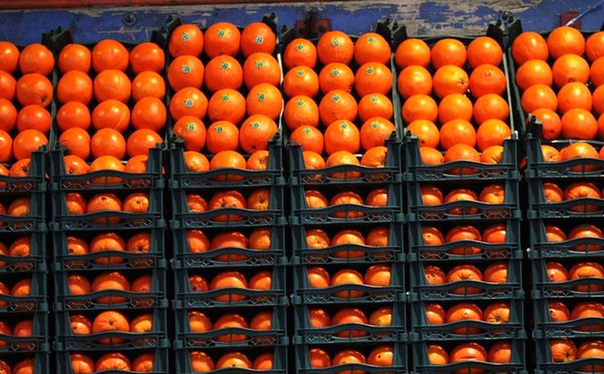 رئیس اتحادیه میوه و تره‌بار: قیمت پرتقال به ۴۵۰۰ تومان رسید