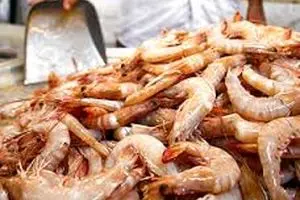 وزیر جهادکشاورزی از آمادگی بازار روسیه و چین برای جذب میگوی صادراتی ایرانی خبر داد