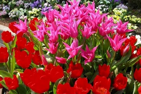 رئیس اتحادیه گل‌فروشان: در آستانه روز مادر بازار گل رونق ندارد
