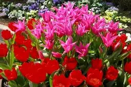 رئیس اتحادیه گل‌فروشان: در آستانه روز مادر بازار گل رونق ندارد