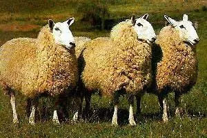 رئیس مرکز اصلاح نژاد و بهبود تولیدات دامی: نژاد جدید گوسفند به زودی معرفی می‌شود