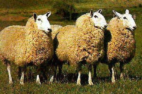 رئیس مرکز اصلاح نژاد و بهبود تولیدات دامی: نژاد جدید گوسفند به زودی معرفی می‌شود