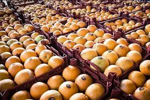 رئیس اتحادیه باغداران: عده‌ای می‌خواستند بازار شب عید را تحریک کنند تا پرتقال وارد کنند