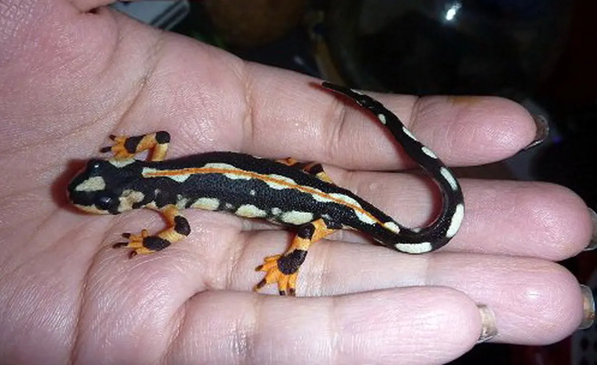 نوروز امسال از خرید و فروش سمندر لرستانی به طور کامل جلوگیری شد