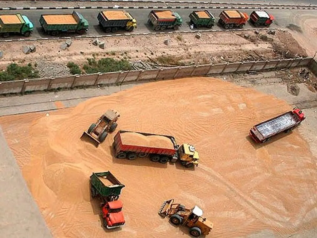 خرید تضمینی گندم  آغاز شد