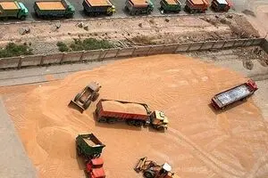 خرید تضمینی گندم  آغاز شد
