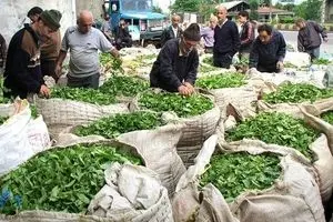 مصوبه خرید تضمینی چای و پیله تر ابریشم ابلاغ شد