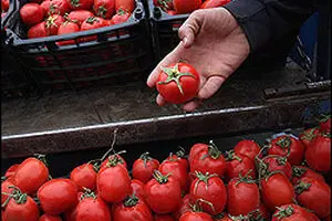 رئیس اتحادیه بارفروشان: قیمت میوه به دلیل افزایش عرضه و کمبود تقاضا ارزان شد