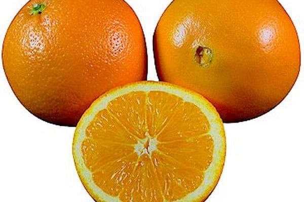 واردات و توزیع پرتقال مصری در بازار تهران تکذیب شد