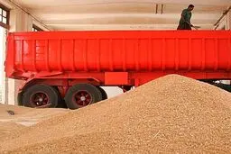حجتی: واردات گندم از ۵۰۰ هزار تا یک میلیون تن کاهش می‌یابد