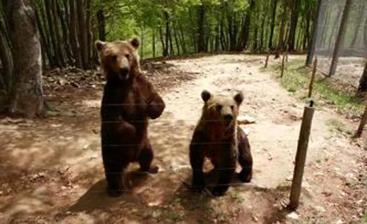 یک قلاده خرس قهوه‌ای در ارتفاعات فیروزکوه مشاهده و تصویربرداری شد