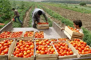 قیمت تضمینی محصولات کشاورزی ابلاغ شد+جدول