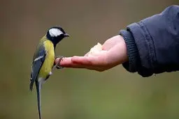 دینی که حقوق سگ‌ها را هم پاس می‌دارد