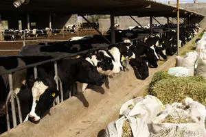 تولید ۱۷ کارخانه خوراک دام به دستور سازمان دامپزشکی متوقف شد