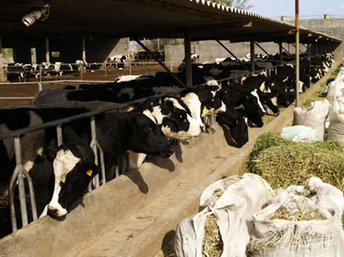 تولید ۱۷ کارخانه خوراک دام به دستور سازمان دامپزشکی متوقف شد