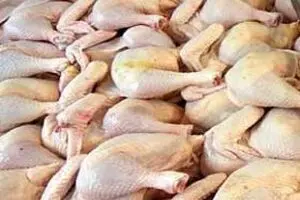رئیس اتحادیه مرغداران گوشتی: مرغ کیلویی ۵۲۰۰ تومان شد