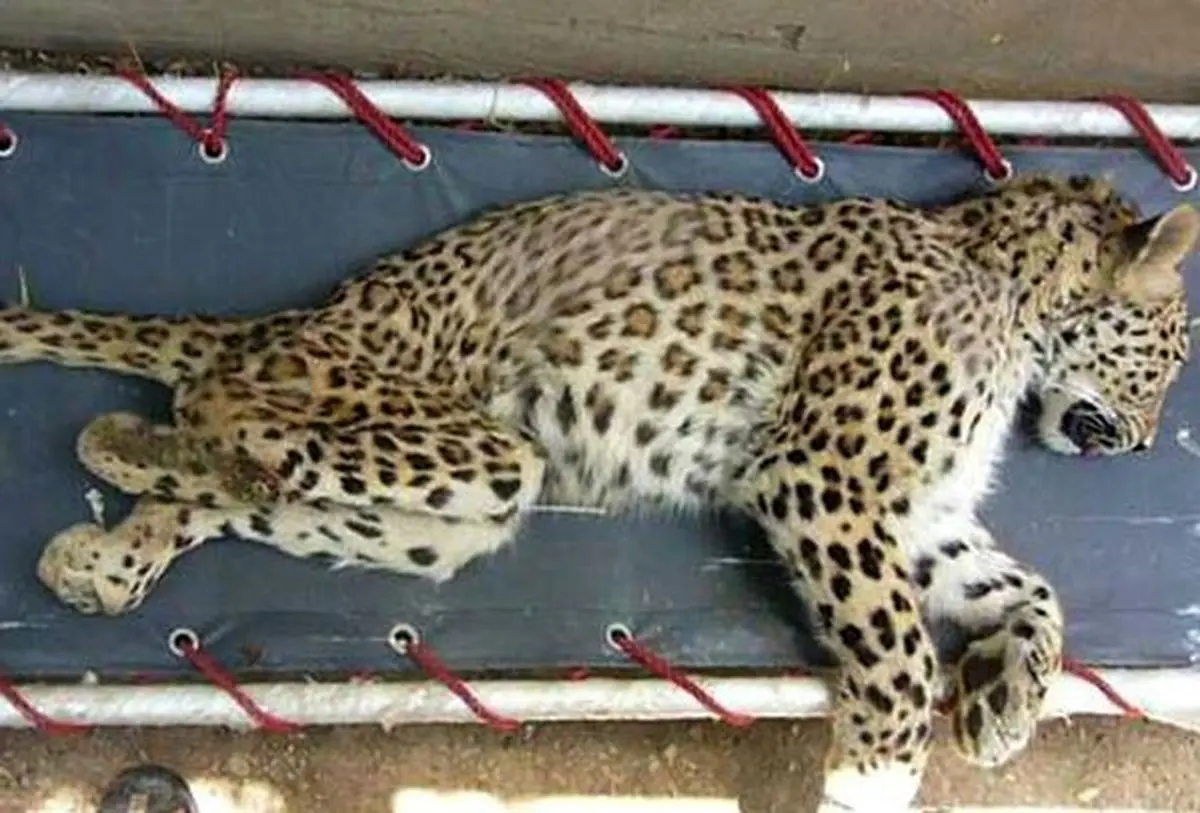 شش قلاده پلنگ طی فروردین ۹۴ در کشور کشته شدند