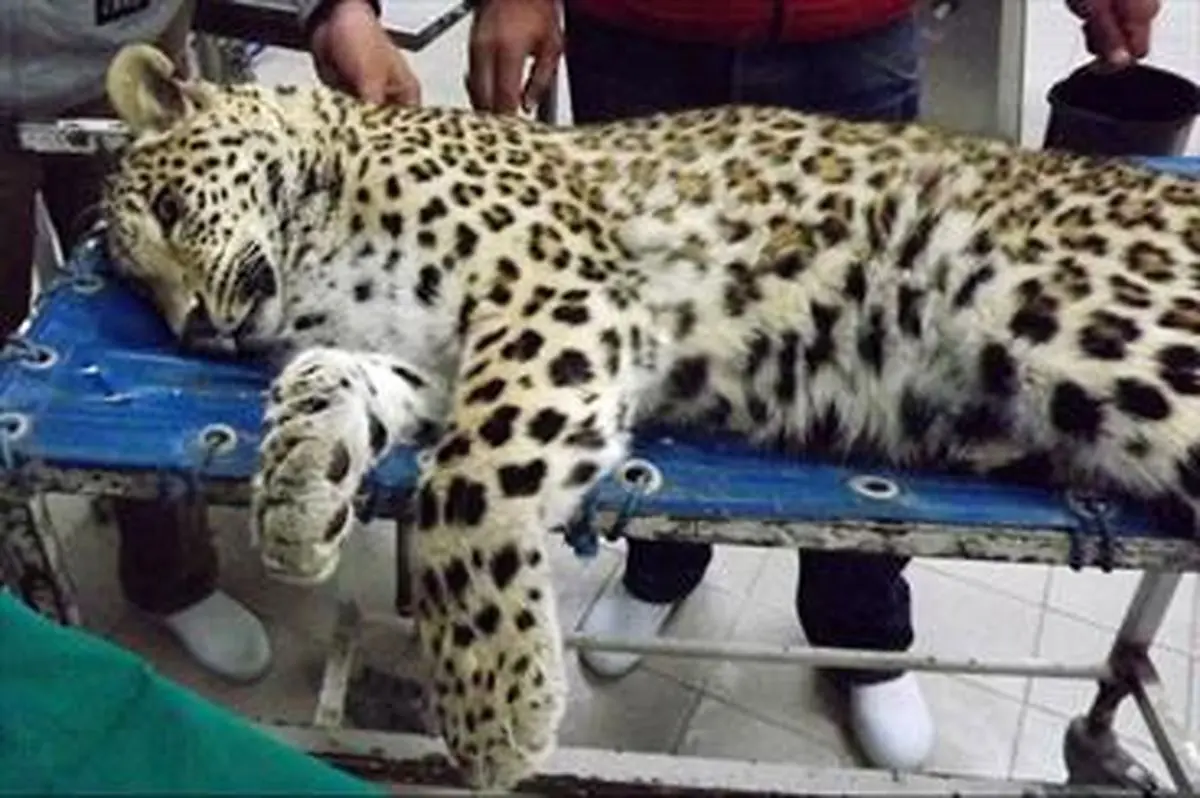 جمعی از فعلان محیط زیستی مقابل سازمان  محیط زیست  تجمع کردند