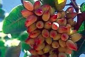 تولید پسته در کشور امسال به ۲۶۰ هزار تن افزایش می‌یابد