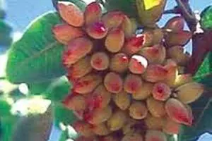 تولید پسته در کشور امسال به ۲۶۰ هزار تن افزایش می‌یابد