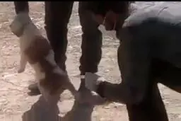 سازمان‌های مردم نهاد در نامه‌ای به وزیر کشور خواستار برخورد با عوامل سگ‌کشی در شیراز شدند