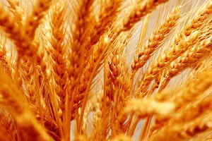 آلمان ۹۰ هزار تن گندم به ایران صادر می‌کند