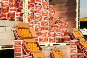 خبر صادرات میوه به ترکیه تکذیب شد