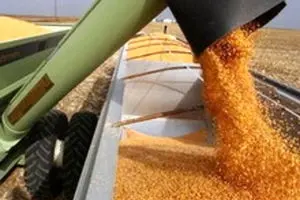 بیش از ۶۹۶ هزار تن گندم از کشاورزان خریداری شد