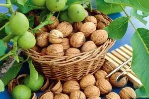 رئیس اتحادیه خشکبار: از این پنج  کشور گردو به ایران قاچاق می‌شود