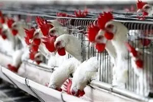 قیمت مرغ ۵۰۰ تومان افزایش یافت